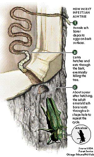 How EAB Infests Trees